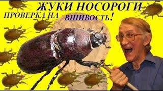 Куда Бегут Жуки Носороги? Как Проверить Жука Носорога на Вшивость? Школа Энтомолога.