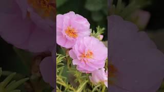 The beauty of pink portulaca/ moss rose plant #mossroseplant#portulaca #mossgarden#flowerview#shorts