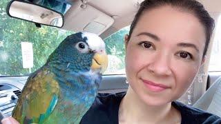 Did my PARROT Just Have a STROKE?!?!