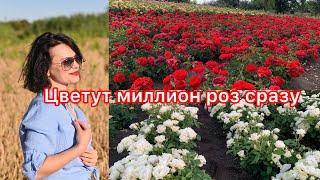 Цветут миллион роз сразу.Эпизод I.#maryroses.ru