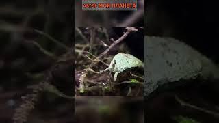 Герпетон, или щупальценосная змея #смотреть #видео #как #выглядит #факты #про #факт  #почему #зачем