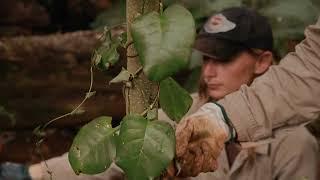 Weed management for riverbank rehabilitation