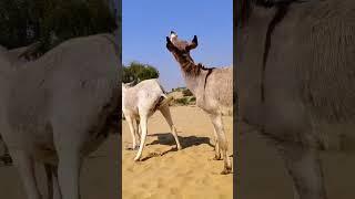 Donkey Mating New Video #animals #mating