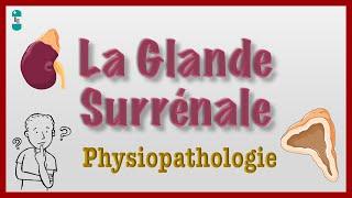 La Glande Surrénale et Physiopathologie