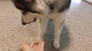 Husky doesn't like it.