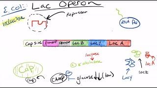 The Lac Operon