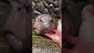 Some Animals  Fast growth ️ Animal Transformation#beforeandafter #shorts #animals #pets #growth