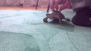 Dancer turtle