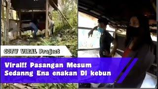 TERCIDUK!!! Pasangan Mesum Sedang Ena enakan Di kebun || Viral