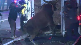 Missing bull from Mass. mall rodeo captured after multi-day search