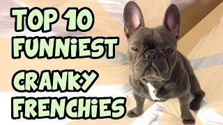 TOP 10 CRANKIEST FRENCH BULLDOGS