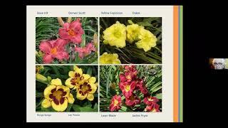 Daylillies  Master Gardener Peggy Dyer