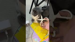#猫玩具 #儿童玩具 #趣味美食   这不能是剪橡皮泥的吧？