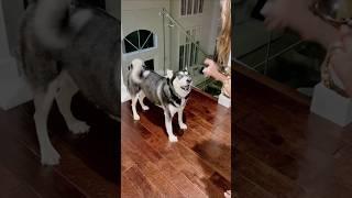 #funny #dogs #pet #dogscats#dogshorts #dog#doglover#doglife