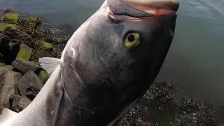 Epic New Jersey Bluefish Runs