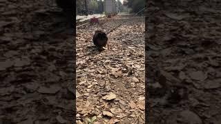 little  puppy enjoying autumn leaves