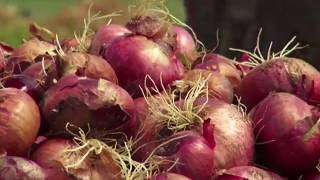 ONION PRODUCTION TRAINING