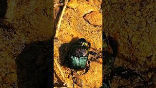 North American dung beetle, also known as the rainbow scarab.