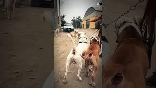 Pitbull Dog Harassed by Labrador Retriever #dogtraining #dogtraining