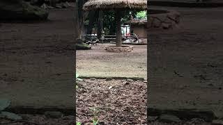 Addax in the Zoo | Sound of animals | most funny and cute animals video | pet video