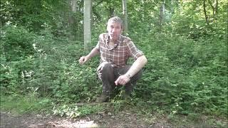 Bushcraft uses of wood avens