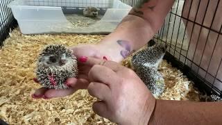 Otsego hedgehog Janna