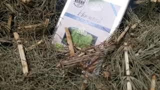 Equisetum arvense Skrzyp Polny