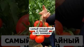 Лучший урожайный и ранний сорт томатов. Не подвержен фитофторе #огород #сад #дача  #урожай