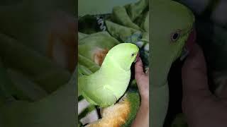 #parrot #talkingparrot #parrottalking #alexander #birds#talkingparot #vialshorts