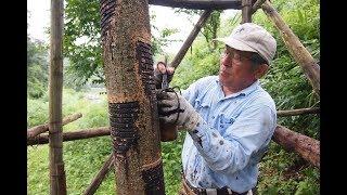 Японский лак Уруси/Уруши. Японское ремесло