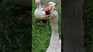 Drew just knows his preferences, what can I say? #geese
