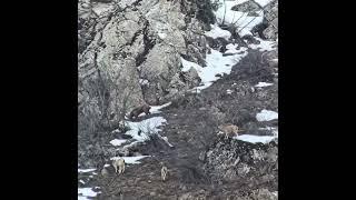 Ibex in Tajikistan  #wildlife #travel #hunting #mountains #new #hunter #india