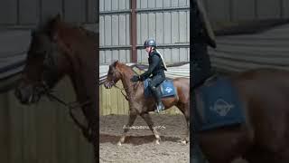 My new favourite edit!  #horse #harlow #equestrian #horseriding #edit
