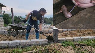 Build a pig breeding pen. 2 mother pigs gave birth at night, 11 and 13 piglets.