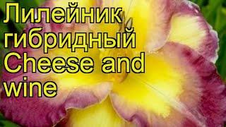 Лилейник гибридный Чиз энд Вайн. Краткий обзор, описание характеристик hemerocallis Cheese and wine