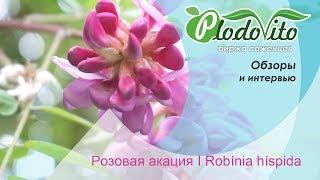 Розовая акация I Robínia híspida