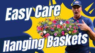 Easy-care hanging baskets for beginners