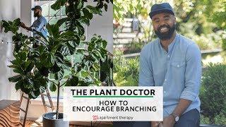 How To Encourage Branching | The Plant Doctor