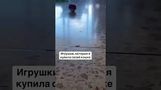 Когда котик не такой привередливый как ты