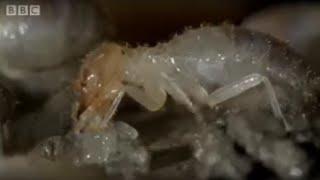 Termite World | Life In The Undergrowth | BBC