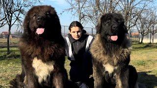 CAUCASIAN OVCHARKA FARM WITH CHAMPION DOGS