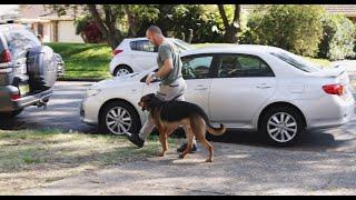 Dogs staying, coming and watching