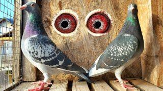 The Eyes of Extreme Marathon Pigeons!  Quality and Performance!