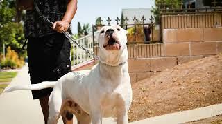 Aggressive Dogo Argentino and his son