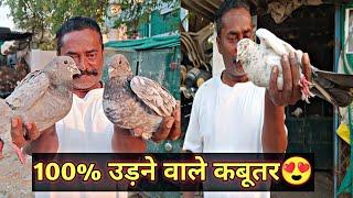 100% High Flyer Pigeons | Rampuri,Madrasi,Desi Kabootar