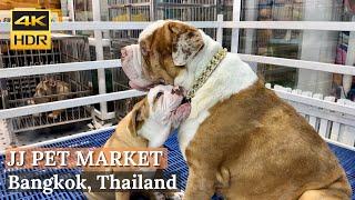 [BANGKOK] Chatuchak Weekend Market Pet Zone - "Biggest Pet Market In Bangkok!" | Thailand [4K HDR]