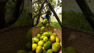 Lemon Harvesting from Orchard | Pure Farm Life #Shorts
