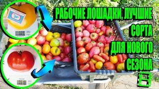 ЛУЧШИЕ ТОМАТЫ ХАРАКТЕРИСТИКА И ОПИСАНИЕ СОРТОВ! СЕЯТЬ В НОВОМ СЕЗОНЕ! ЭКОСАД (ОГОРОД) И ТЕПЛИЦА 22-4