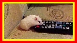 Tiny Hamster . Милый хома. Как Джунгарский хомячок развлекается. Гуляю с Джесси