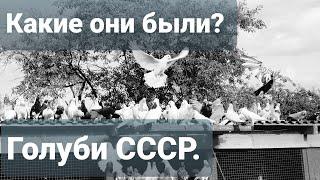 Какими были, какими стали Бакинские Голуби СССР?What were, what were the Baku Pigeons of the USSR?